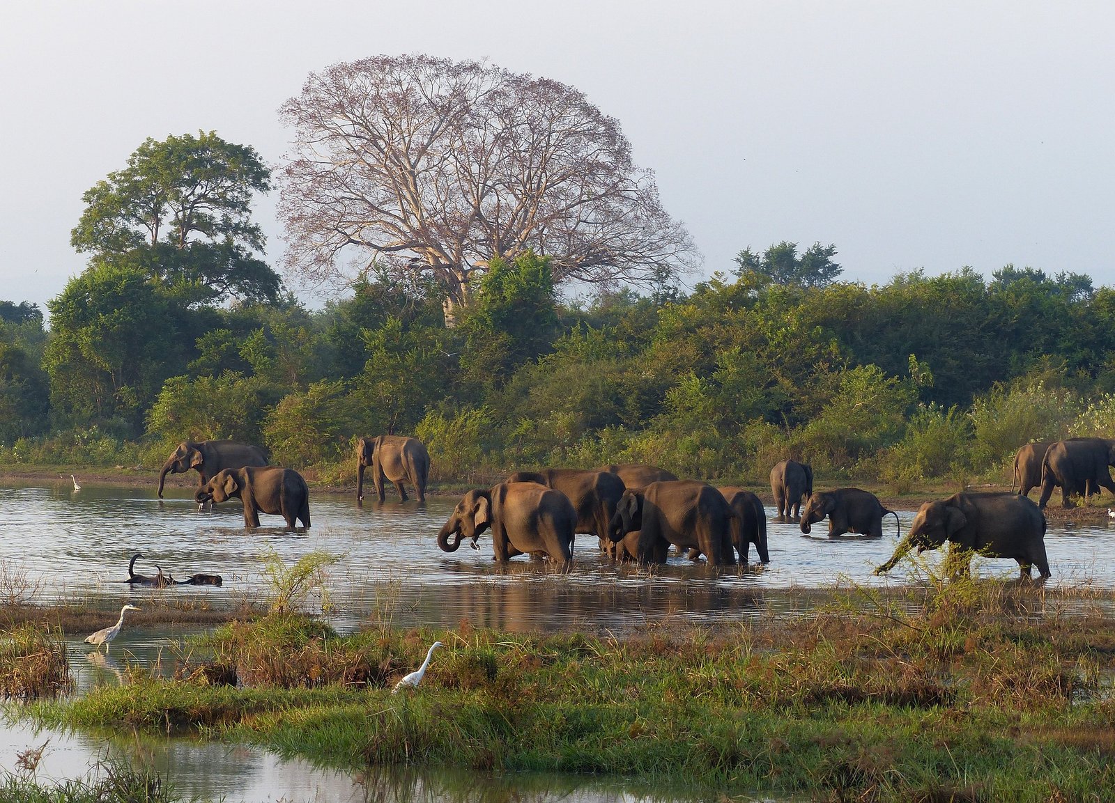 Yala national park safari.jpg