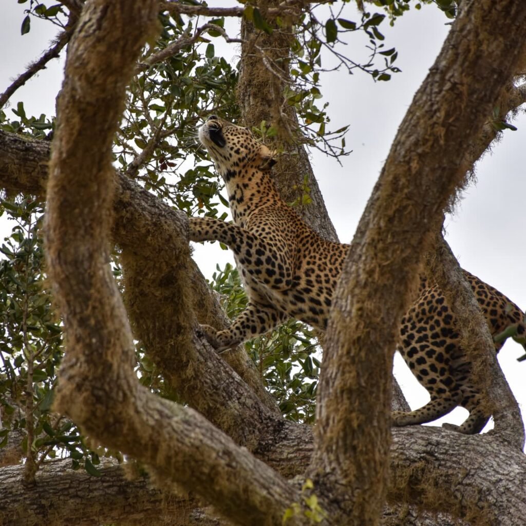 Ella to Yala Safari Transfer with Jeep Safari Experience