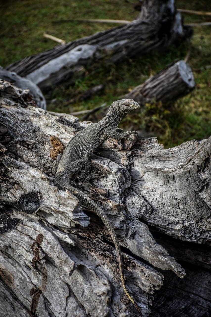 yala national park iguana.jpg