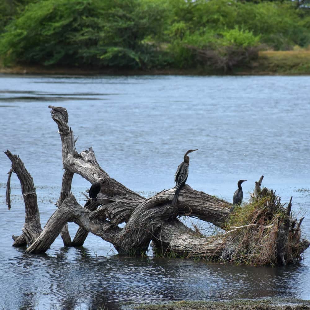 yala national park lake.jpg